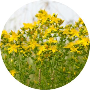 Kantoro Toktomamatov