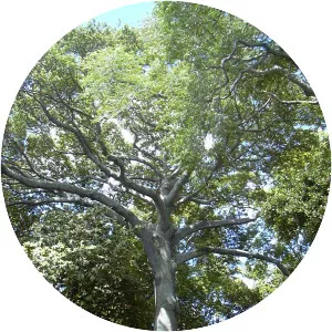 Kapok tree