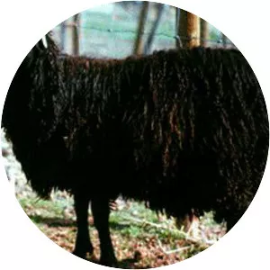 Karakul sheep