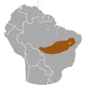 Karimi's fat-tailed mouse opossum