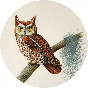 Karl Karalus - Illustrator