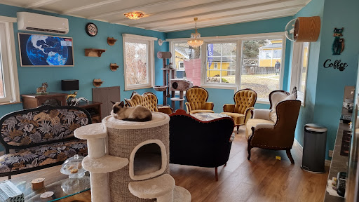 Karlskoga Kattcafe - Cat cafe in Karlskoga, Sweden