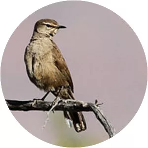 Karoo scrub robin - 