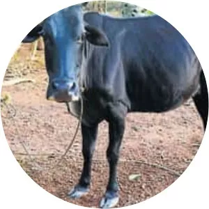Kasaragod Dwarf cattle