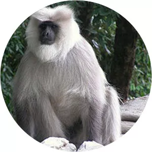 Kashmir gray langur - Primate