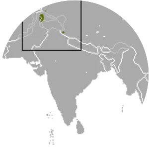 Kashmir pygmy shrew - 