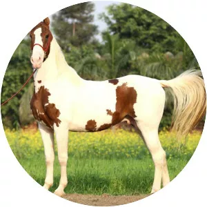 Kathiawari horse