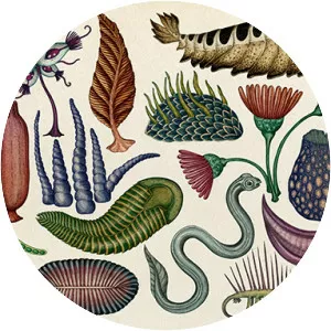 Katie Scott - Illustrator