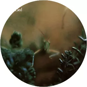 Katy Lied - Studio album by Steely Dan