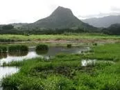 Kawainui Marsh - 