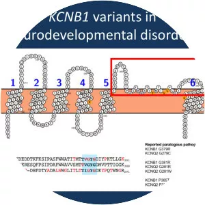 KCNB1 - Protein