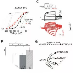 KCNE1 - Protein
