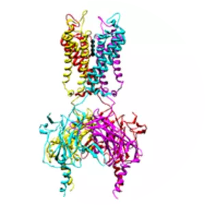 KCNJ12 - Protein