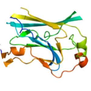 KCNJ3 - Protein