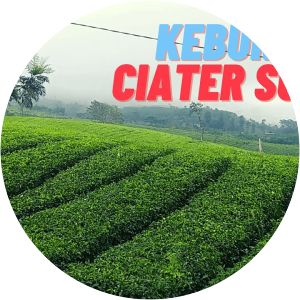 kebun teh subang