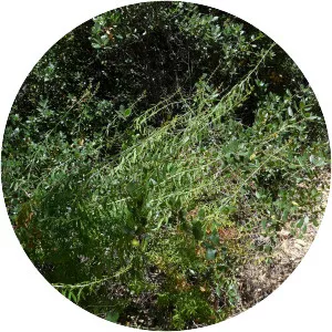 Keckiella ternata - Plants