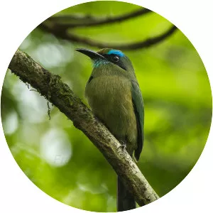 Keel-billed motmot