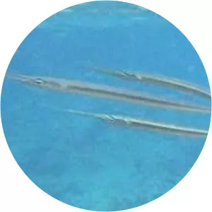Keeltail needlefish
