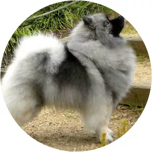 Keeshond