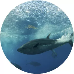 Keith Ellenbogen photograph