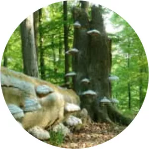 Kellerwald-Edersee National Park - 