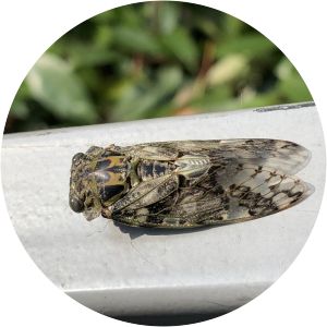 Kempfer cicada