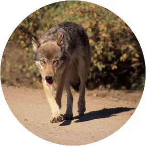 Kenai Peninsula wolf