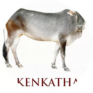 Kenkatha