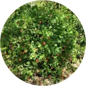 Kennedia macrophylla