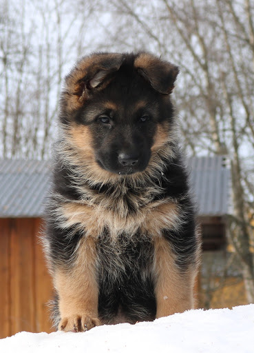 Kennel Finika - Kennel in Norway