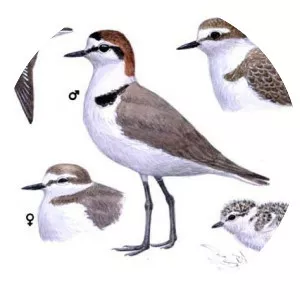 Kentish plover