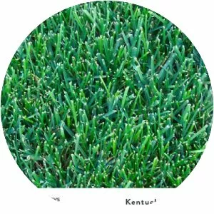 Kentucky bluegrass photograph