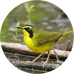 Kentucky warbler