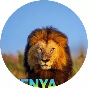 Kenya Wildlife Diaries