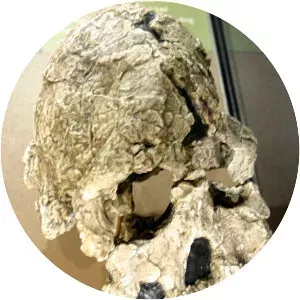 Kenyanthropus platyops