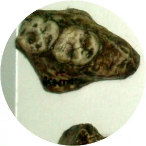 Kenyapithecus - Primate