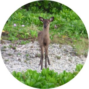 Kerama deer - Animal