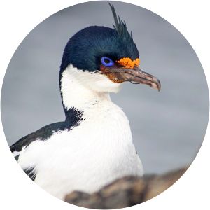 Kerguelen shag - Birds