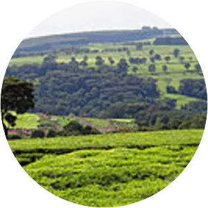 Kericho