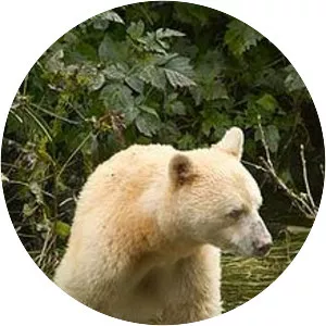 Kermode bear