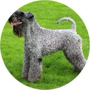 Kerry Blue Terrier