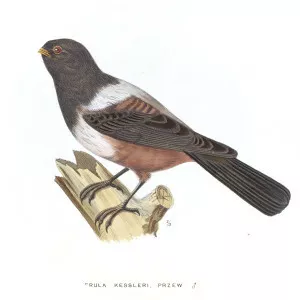 Kessler's thrush - Bird