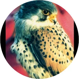 Kestrel's Eye