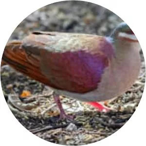 Key West quail-dove - Bird