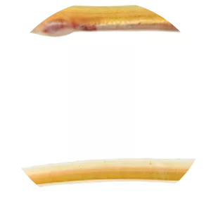Key worm eel