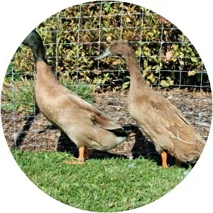 Khaki Campbell - Domestic duck breed