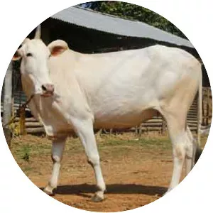 Khillari cattle