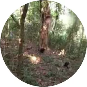 Kibale National Park