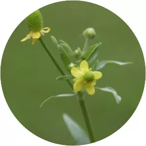 Kidneyleaf buttercup - 