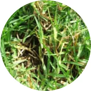 Kikuyu grass photograph